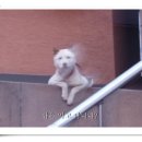 복 이미지