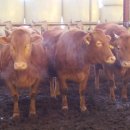 거창축사 이미지