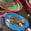 대양수산회타운 | 대천항 수산시장 회 맛집 | 가성비 횟집 은포리 천안아줌마 + 대천 회타운 + 카페 바다듬 후기