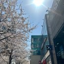 으뜸50안경신촌점 | 모바일온누리상품권 사용처, 일회용 콘택트렌즈 저렴한 곳 &#39;으뜸50안경 신촌점&#39; +신촌 벚꽃 구경