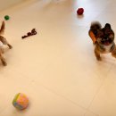 댕구르르 유치원 이미지