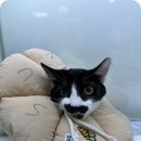 수원종합동물병원 | 수원동물병원 중성화 진행한 후기