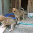복실강아지 이미지