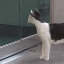 동물농장 이미지