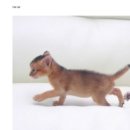 아비퀸캐터리 이미지