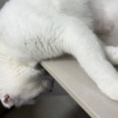 도그투케이크 이미지