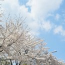 산낙지 삼계탕 | 보문동 한방 삼계탕 보문골 한옥집 초복 보양식 맛집 후기(메뉴판)