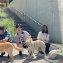 부천 스타필드에서 유기견 사회화 산책 봉사 후기 with 유엄빠