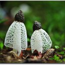 하얀버섯 이미지