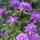 핑크파르페 이미지