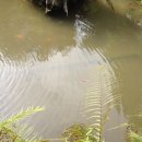 수영장민박 이미지