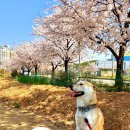 누구보다 소중하개 이미지