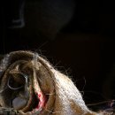 장수한우프라자 이미지