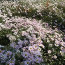 삼문송림길 이미지