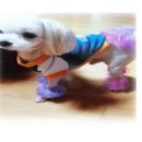 강아지 멋내기 이미지