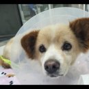 대천동물병원 이미지