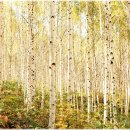 자작나무 숲 이미지