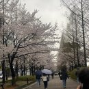 25년 4월 셋째주 :: 봄날의 넋두리