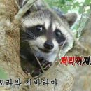 여우술잔 이미지