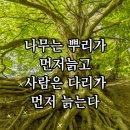 수노근선고 인노퇴선쇠 (树老根先枯 人老腿先衰) 이미지