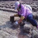 잔디 농장 이미지