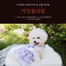 펫코디디자인연구소