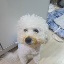 속초동물의료센터 이미지