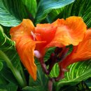 칸나(Canna)