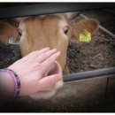 횡성한우목장 이미지