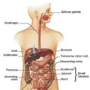 digestive system.. 이미지