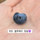 [19개월 일상티비] 블루베리 농장 체험/ 운영기간, 가격, 아기랑 하기 좋은 체험 🫐