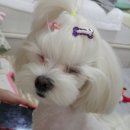 모모사 이미지