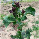 선남농장 이미지