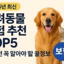 하이펫동물병원 | 반려동물 보험 추천 TOP5 (가입전 알아야 할 꿀팁 정보)