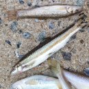 쉬리하우스 이미지