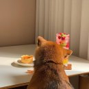 수원시바견 이미지