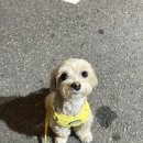 할로훈트 이미지