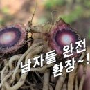 엉겅퀴 ,지느러미엉겅퀴(바늘엉겅퀴) 종류 이미지