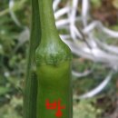 다farm
