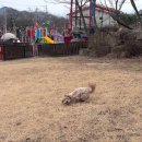 메르시 펜션 | [울산애견펜션/애견개별펜션] 울산 애견개별마당펜션 울산 메르시펜션 101동 내돈내산 찐 후기