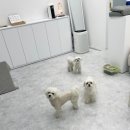 멍멍아 또 와 이미지