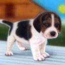 강아지그림 이미지