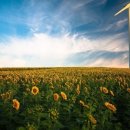 MAP 태양광발전소 이미지