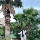 마로니에 미니골프 | 서귀포 놀거리 마로니에 미니골프