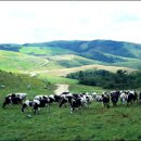 평화목장2 이미지