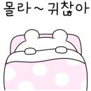 김밥나무 이미지