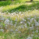 민들레홀씨 이미지