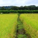 공릉천변 이미지