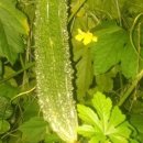 하리 농장 이미지