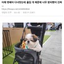보배펫 이미지